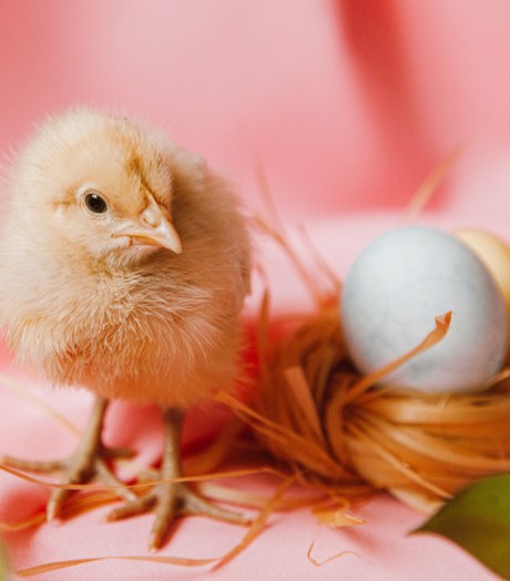 Muziek Op Schoot Kleuters Pasen