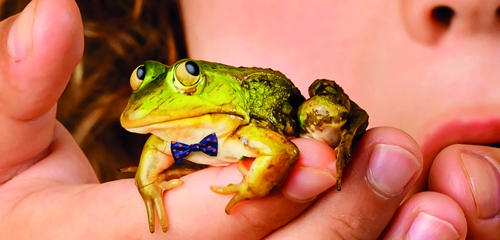 De Grote Haay Meester Kikker (Onbekend) 3