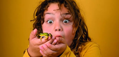 De Grote Haay Meester Kikker (Annemieke Van Der Togt) 1